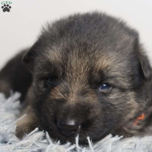 Champ, German Shepherd Puppy